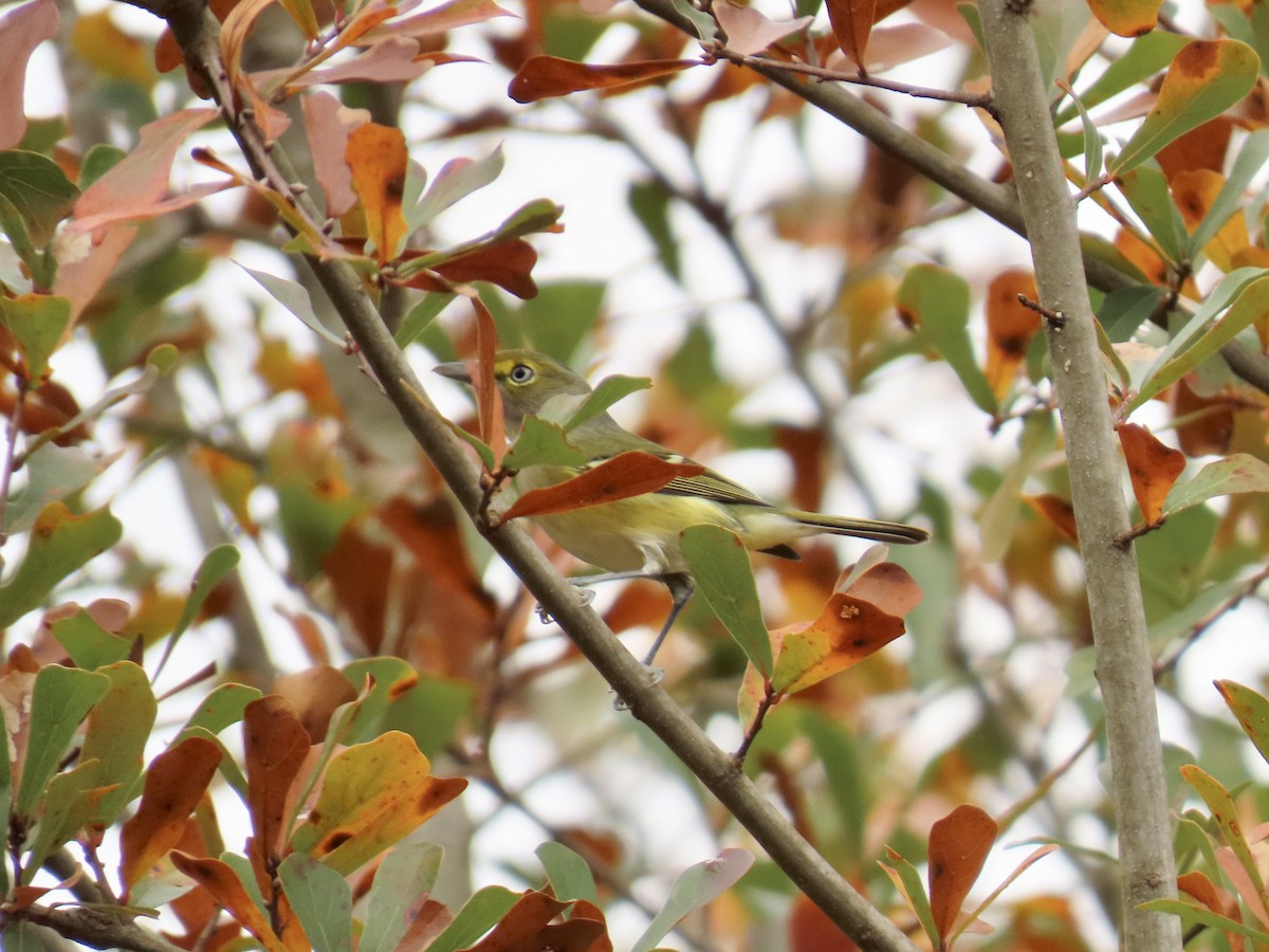 Ak Gözlü Vireo - ML645600543