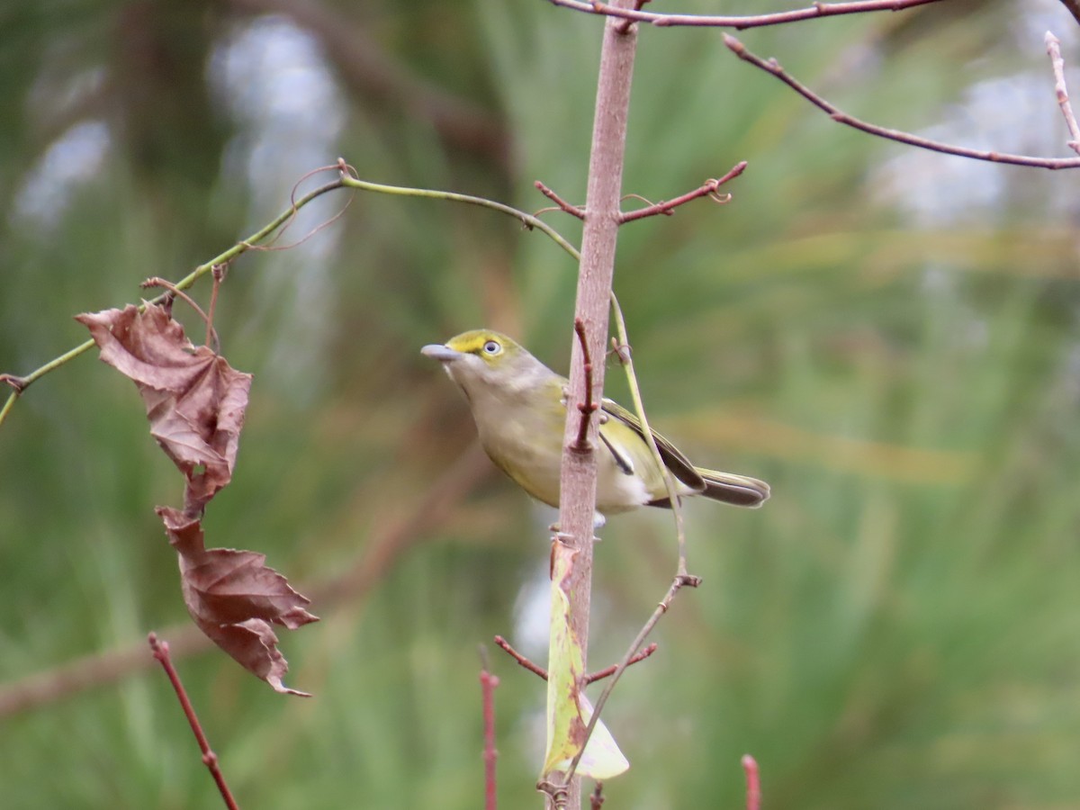 Ak Gözlü Vireo - ML645600544