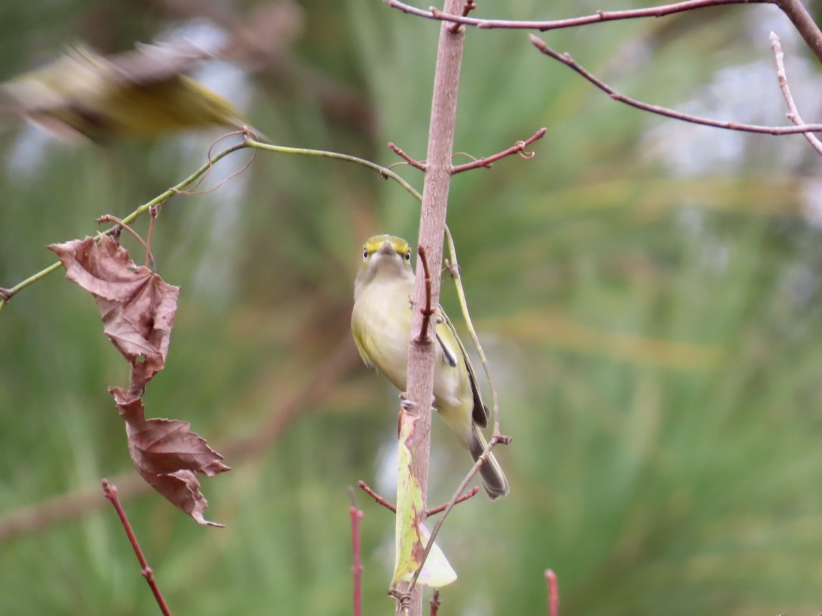 Ak Gözlü Vireo - ML645600545
