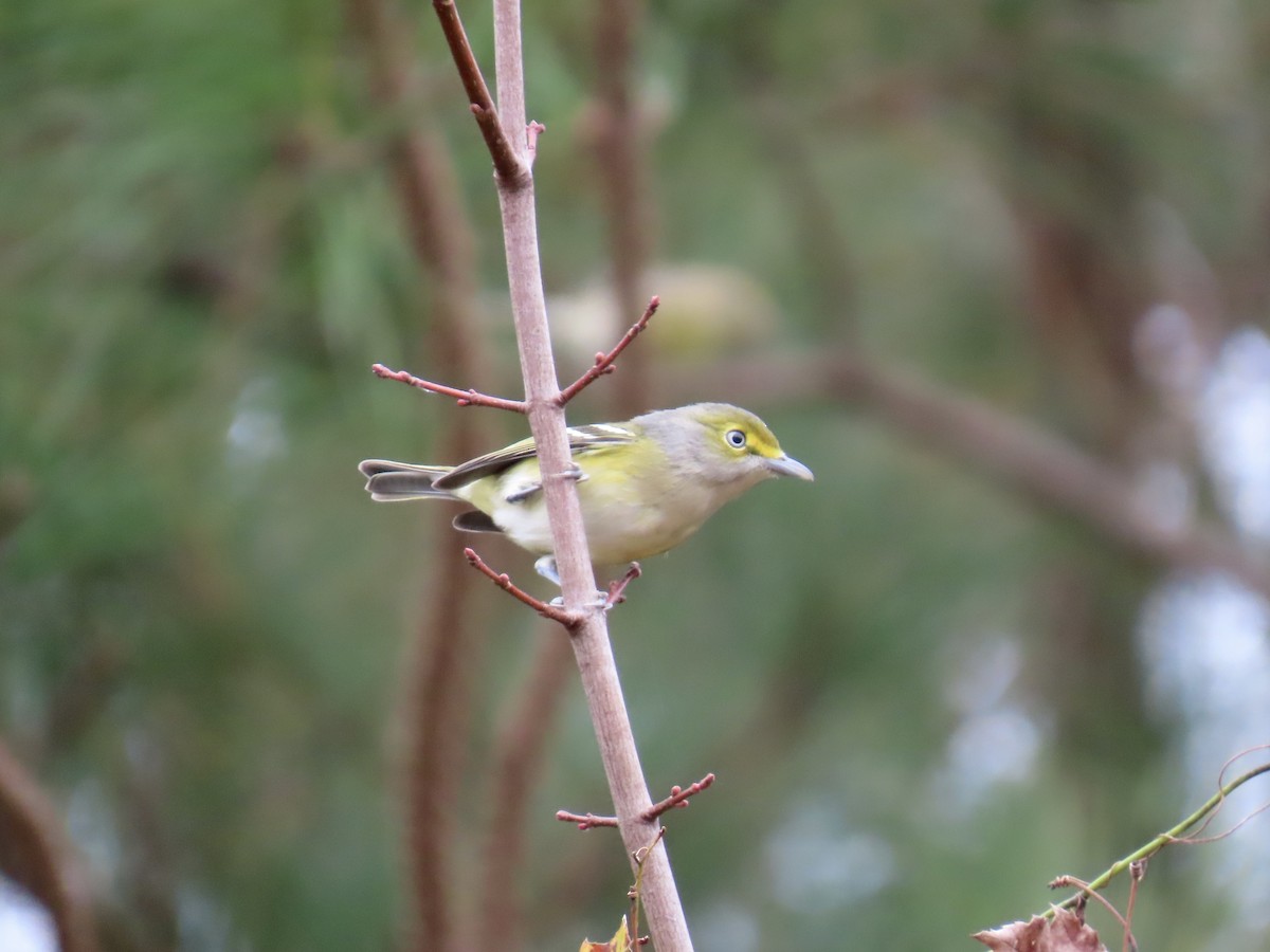 Ak Gözlü Vireo - ML645600546