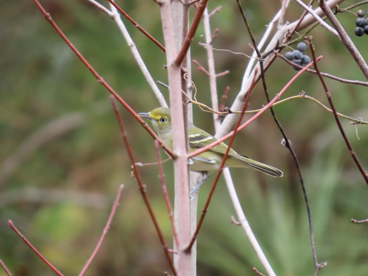 Ak Gözlü Vireo - ML645600547