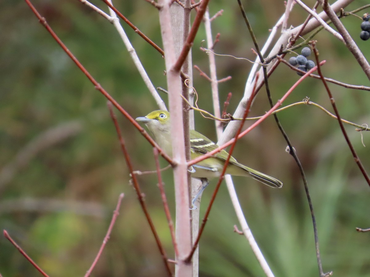 Ak Gözlü Vireo - ML645600548