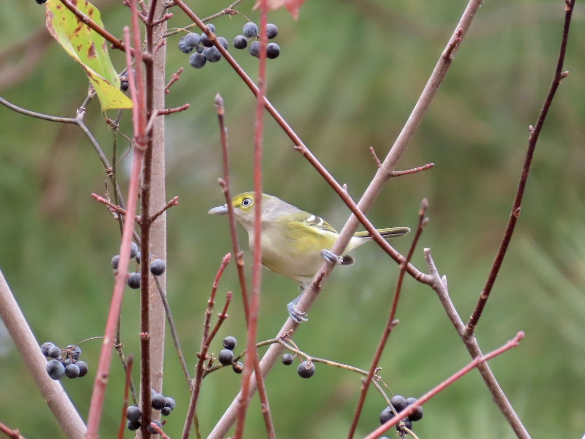 Ak Gözlü Vireo - ML645600549