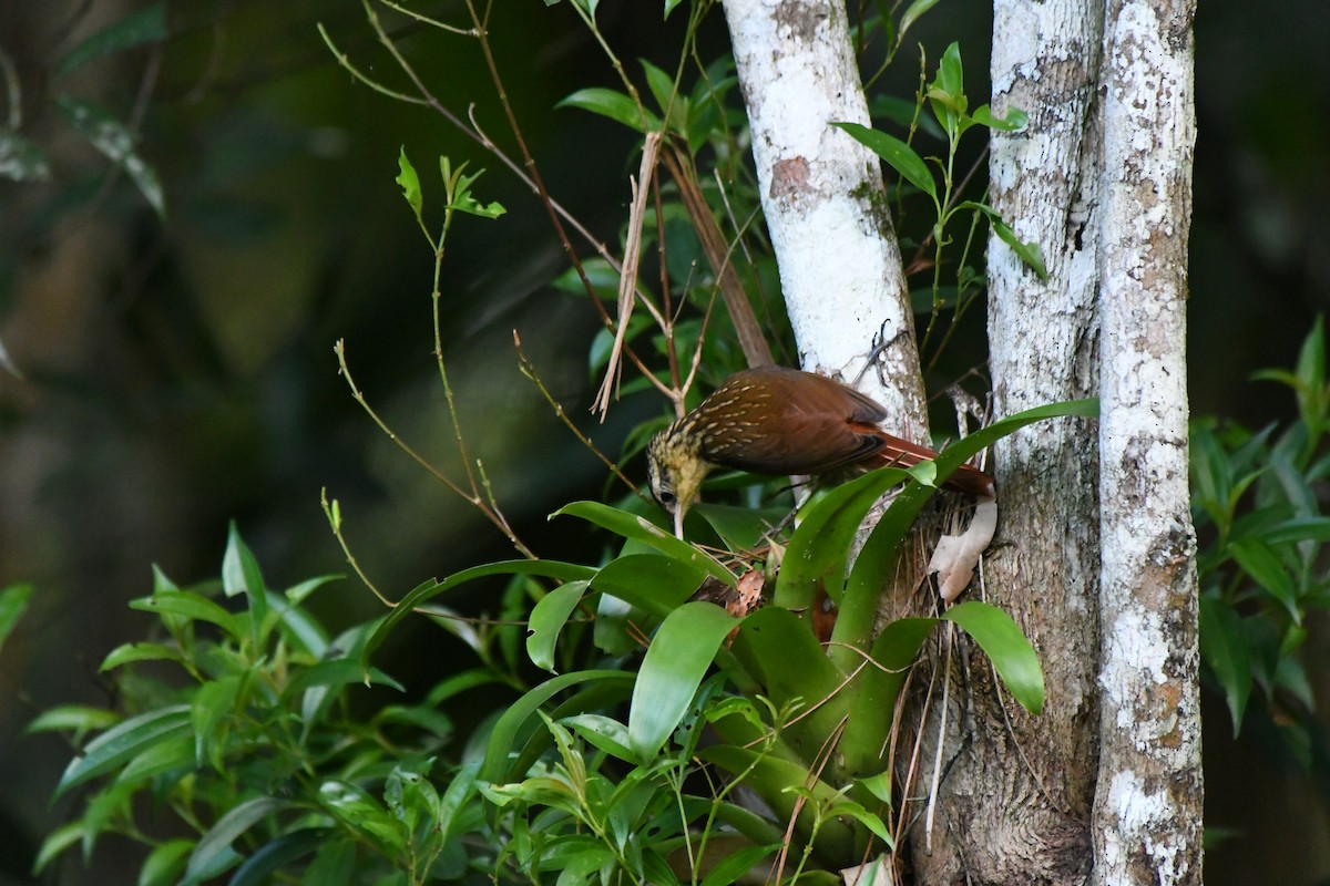 Lesser Woodcreeper - ML645600550