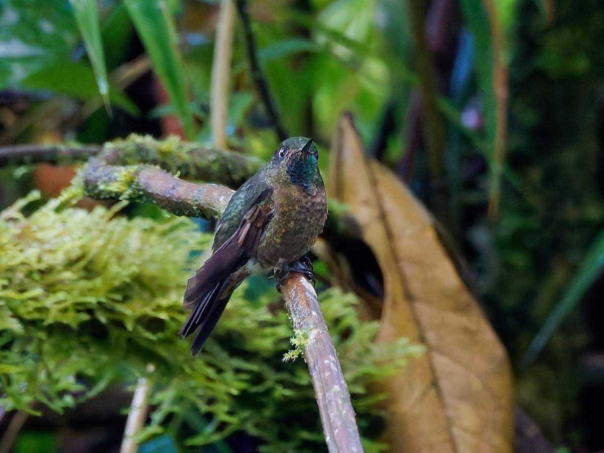 Tiryan Metalkuyruğu - ML645600551