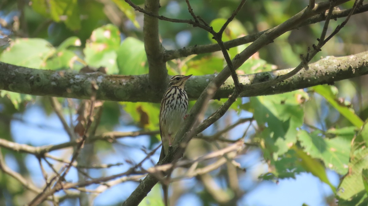 Yeşil Sırtlı İncirkuşu - ML645600552