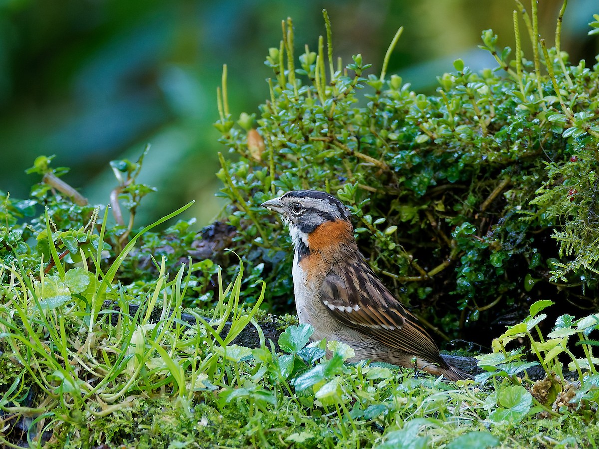 Kızıl Enseli Serçe - ML645600553