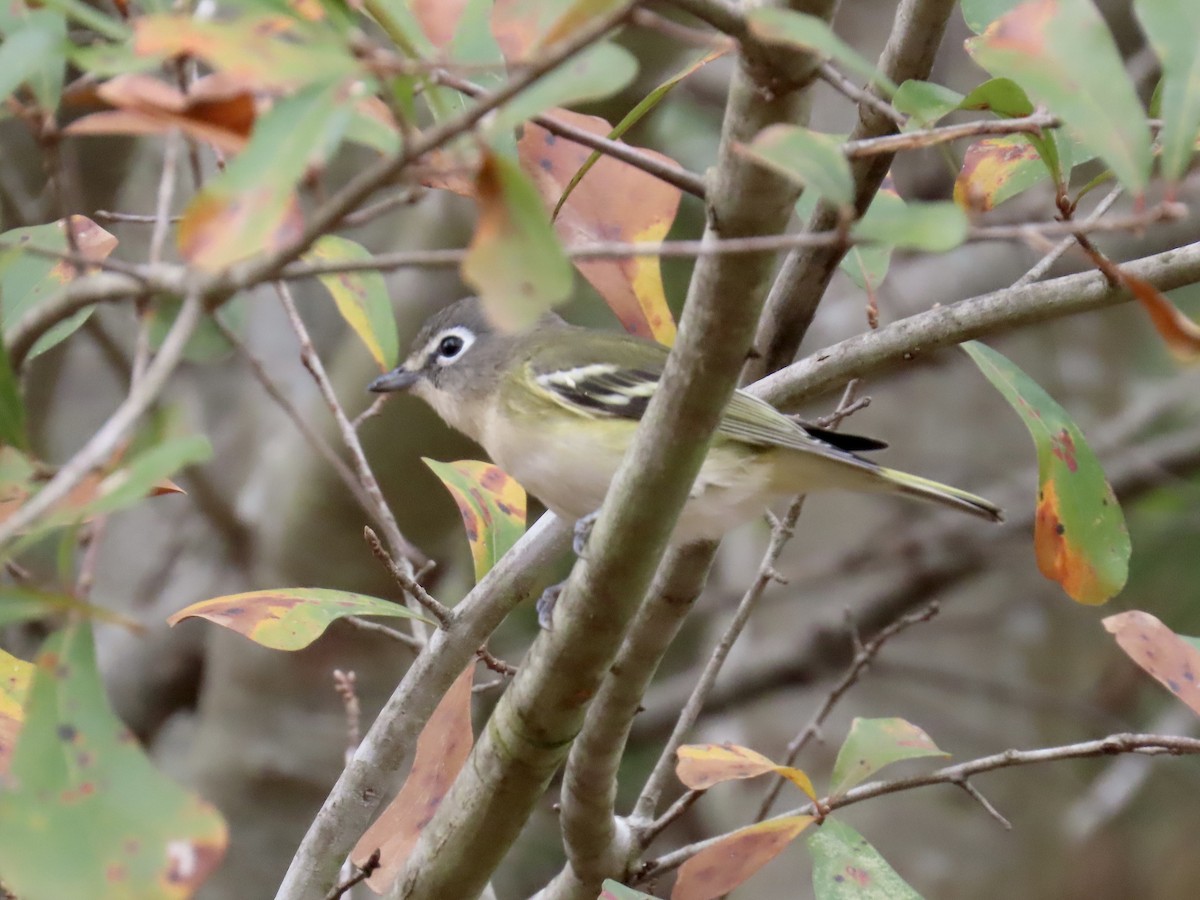 Mavi Başlı Vireo - ML645600554