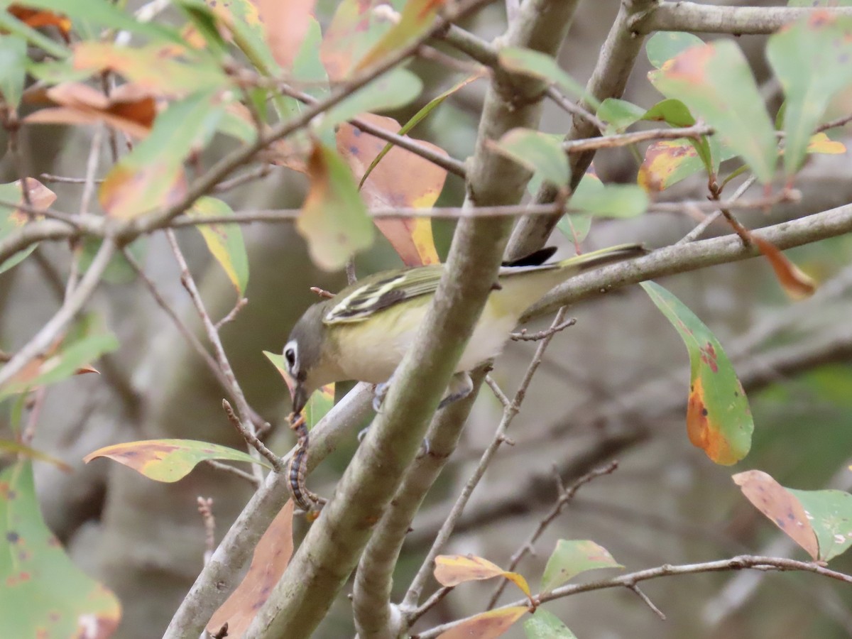 Mavi Başlı Vireo - ML645600555