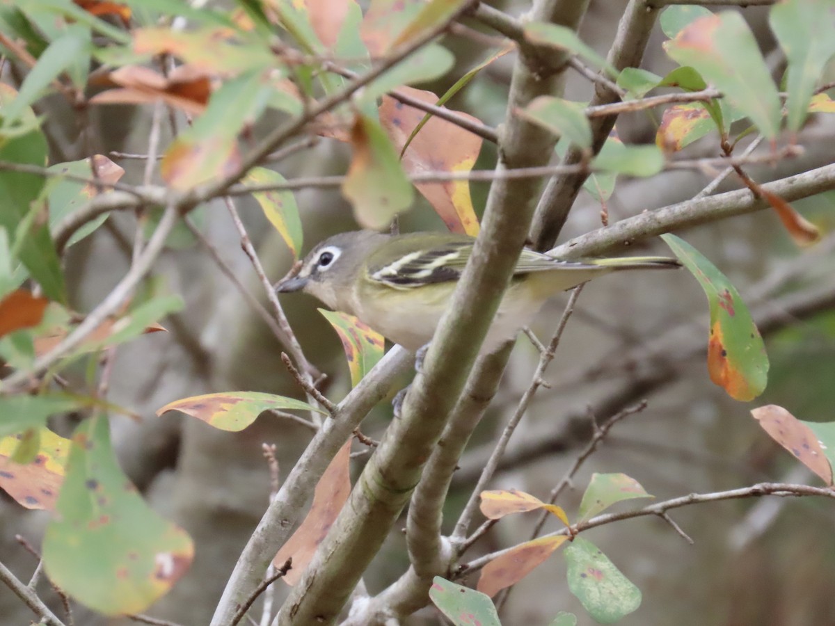 Mavi Başlı Vireo - ML645600556