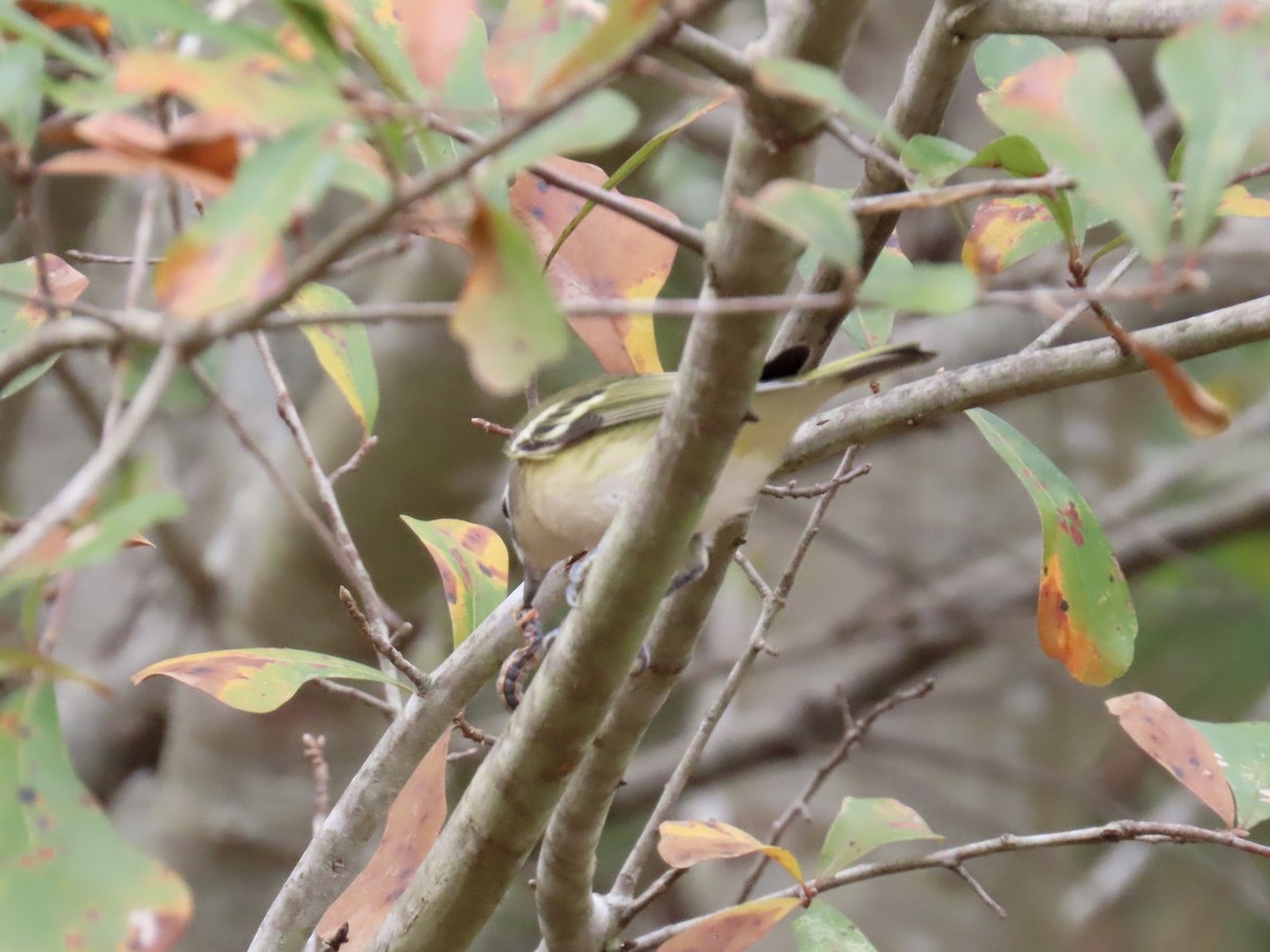 Mavi Başlı Vireo - ML645600557