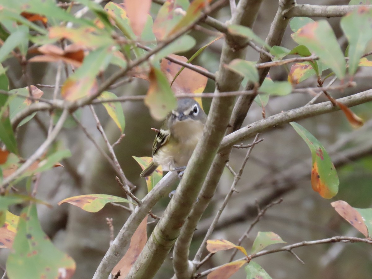 Mavi Başlı Vireo - ML645600558