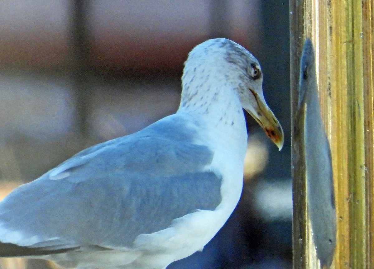 Kuzey Gümüş Martısı - ML645600562