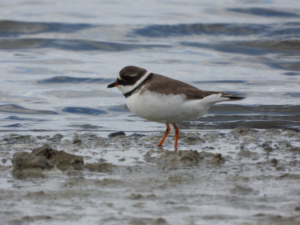 Halkalı Cılıbıt - ML645600563