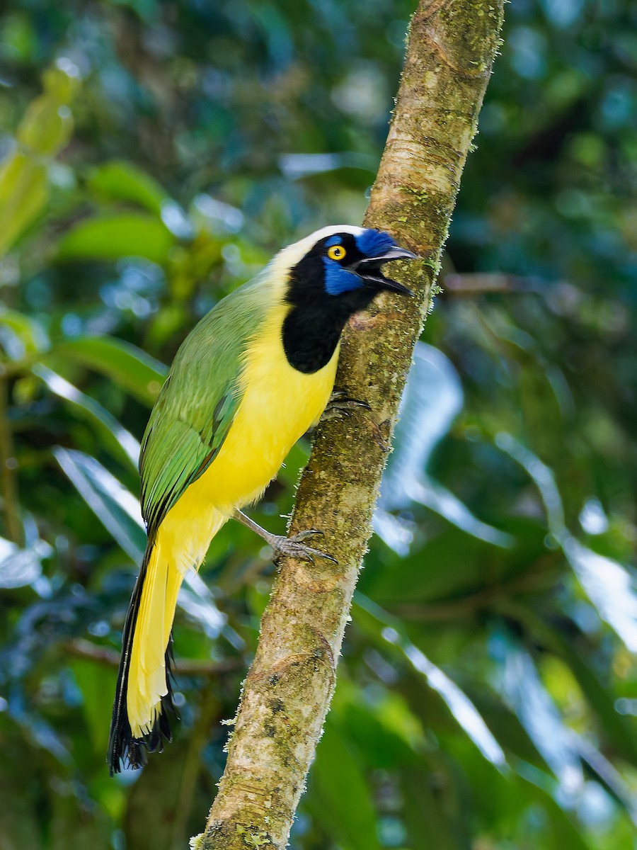 Yeşil Karga [yncas grubu] - ML645600564