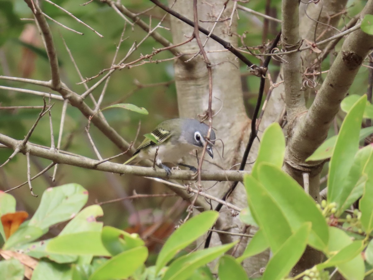 Mavi Başlı Vireo - ML645600565