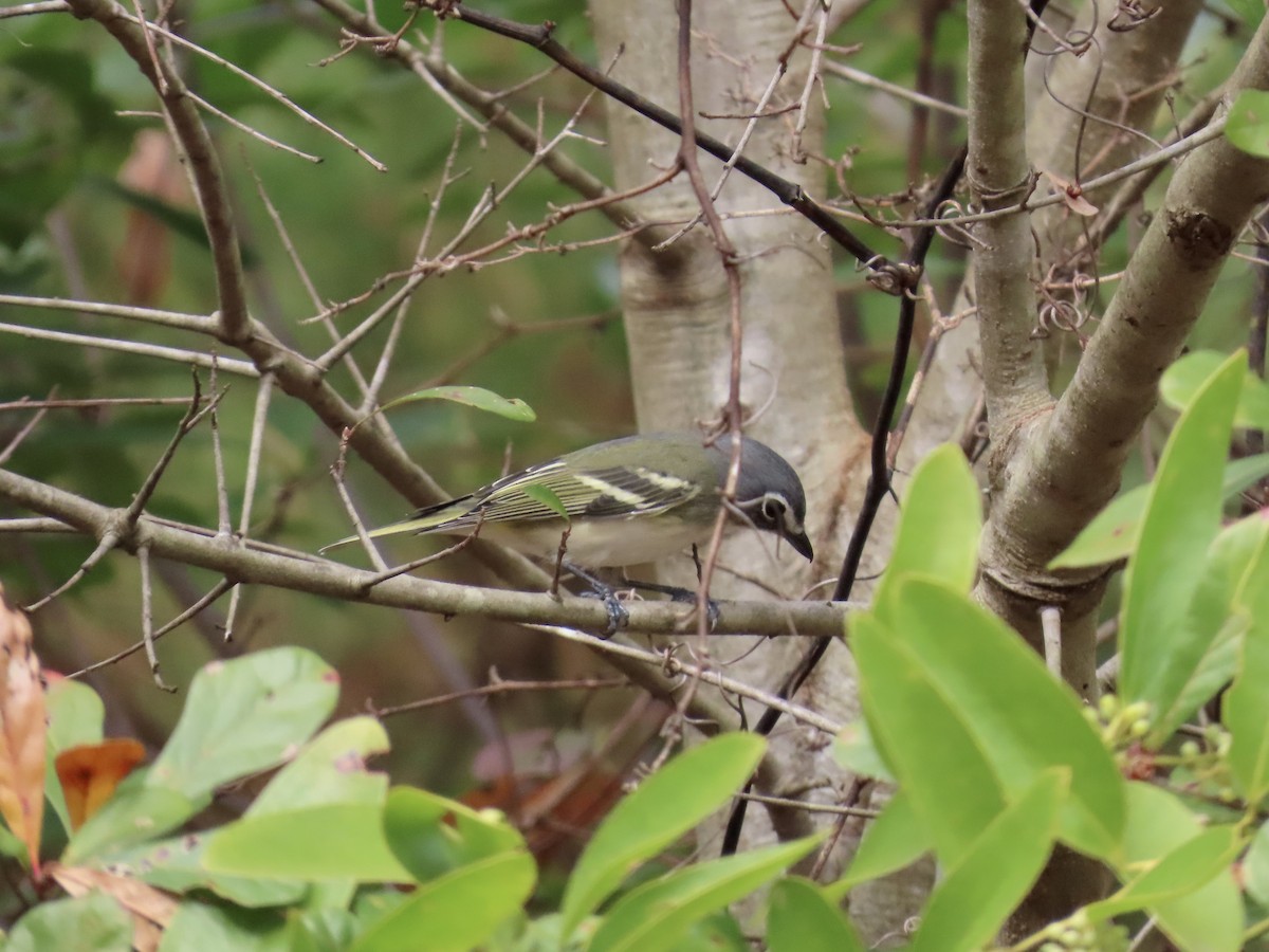 Blue-headed Vireo - ML645600566