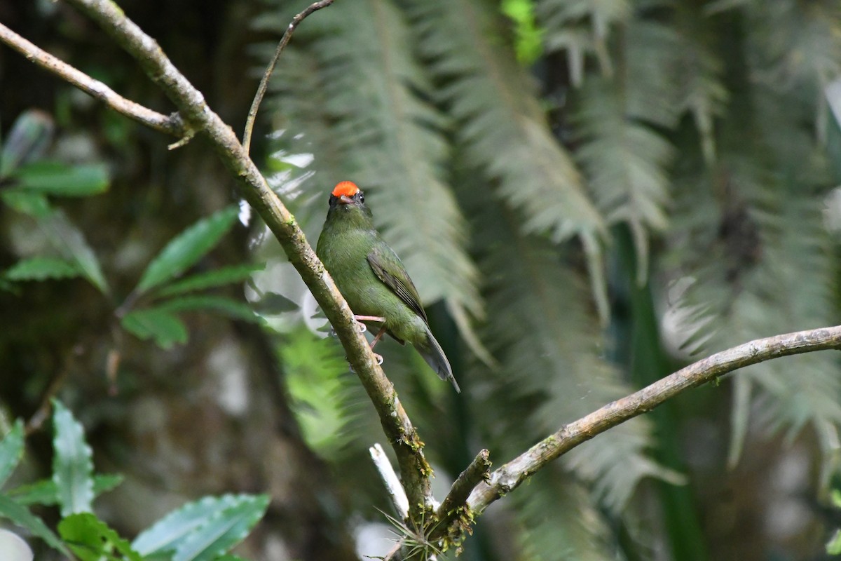 Swallow-tailed Manakin - ML645600579