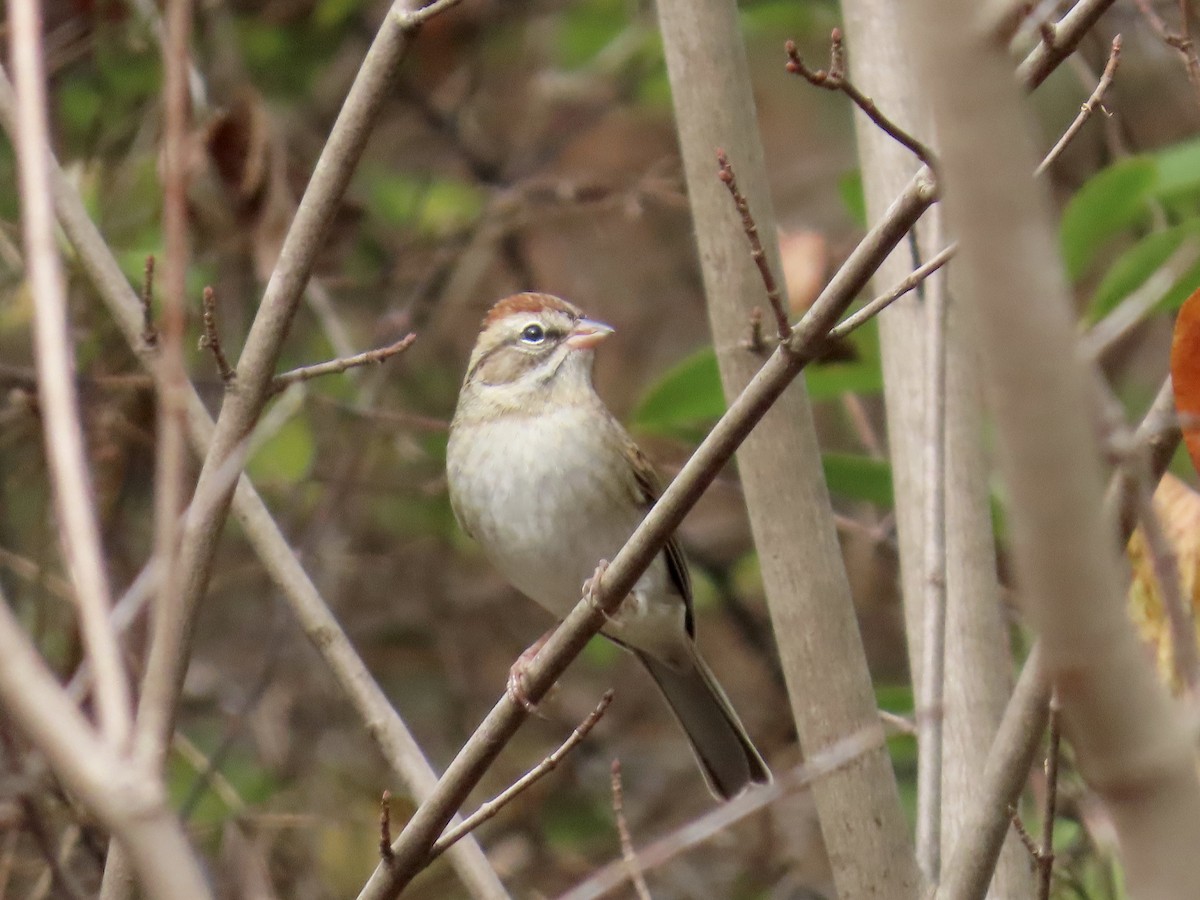 Cırcır Sesli Serçe - ML645600580