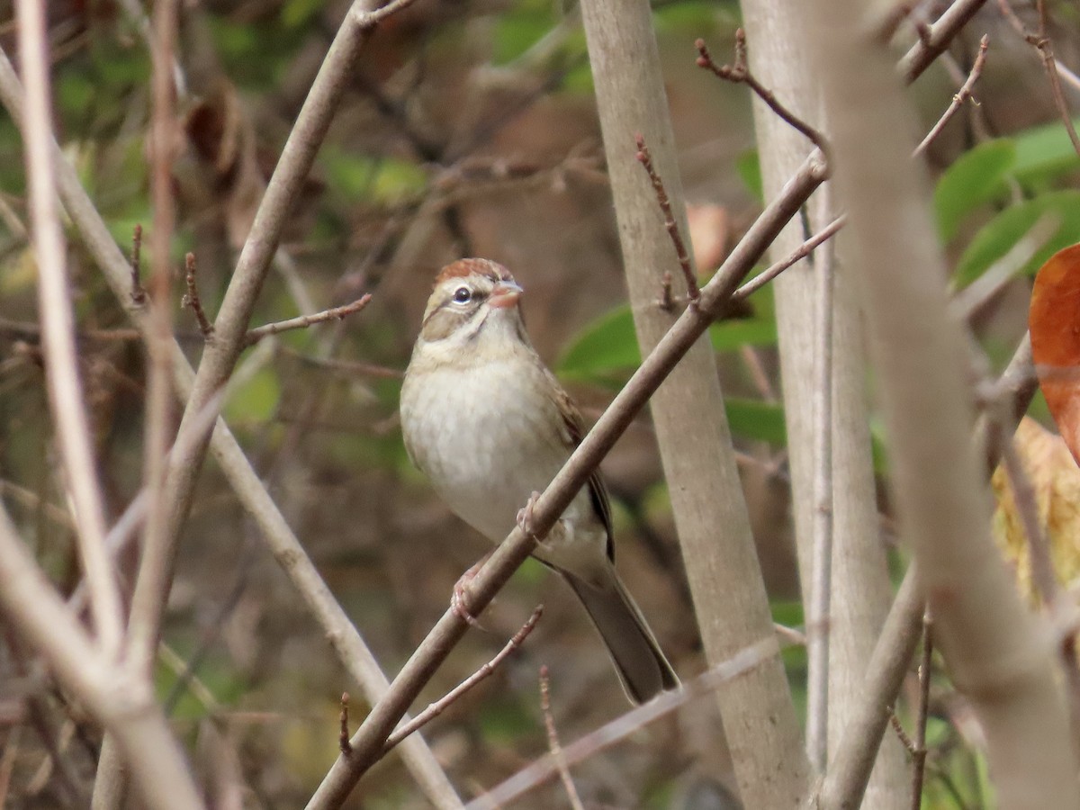 Cırcır Sesli Serçe - ML645600581