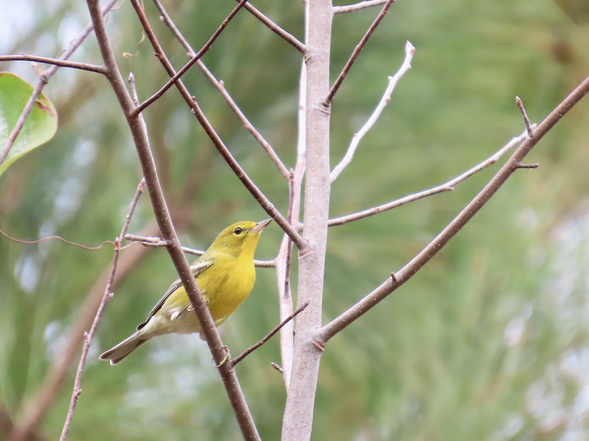 Çam Ötleğeni - ML645600585