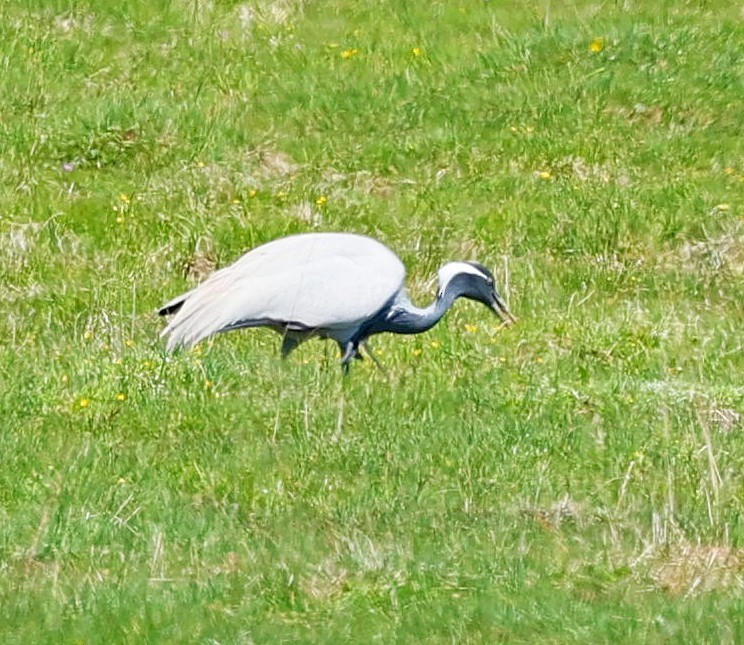 Telli Turna - ML645600586