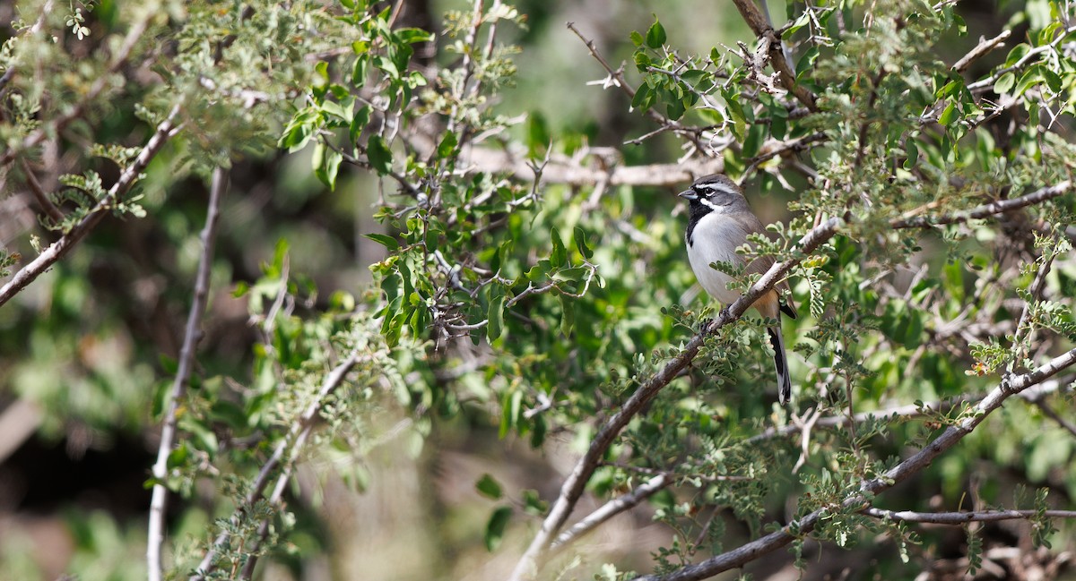 Black-throated Sparrow - ML645600587