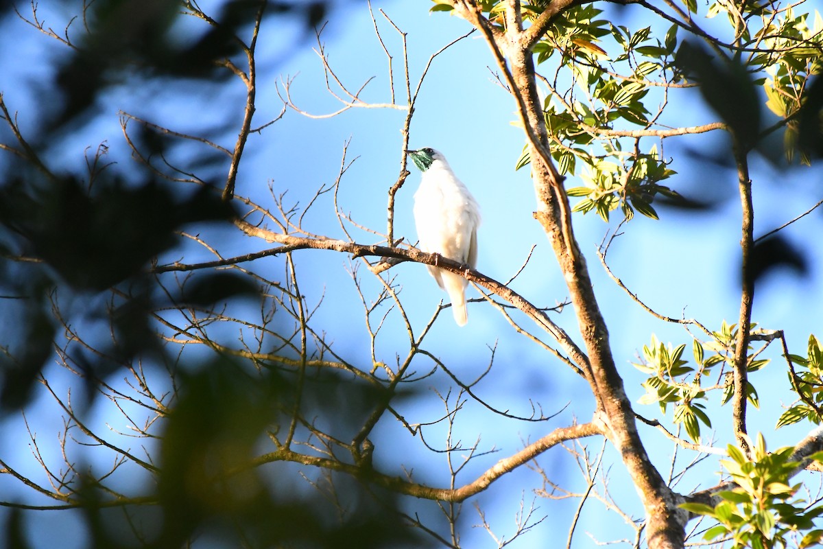 Bare-throated Bellbird - ML645600590