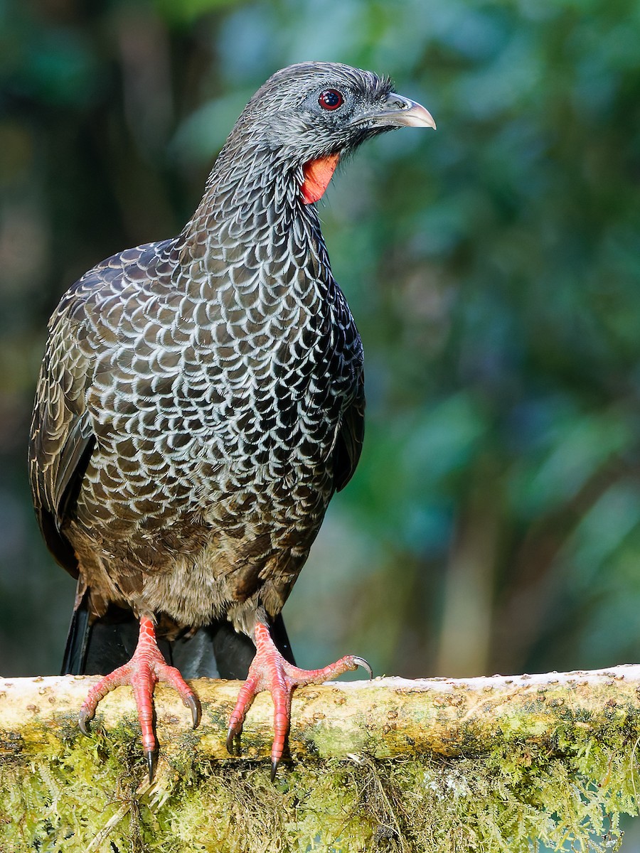 Пенелопа андська - ML645600591