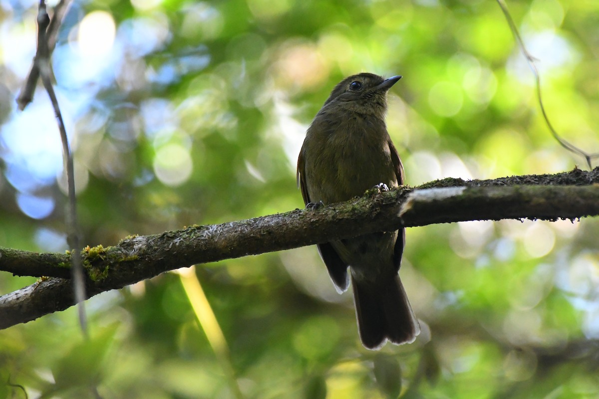 Greenish Schiffornis - ML645600593