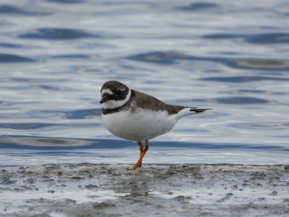 Хүзүүвчит хиазат - ML645600597