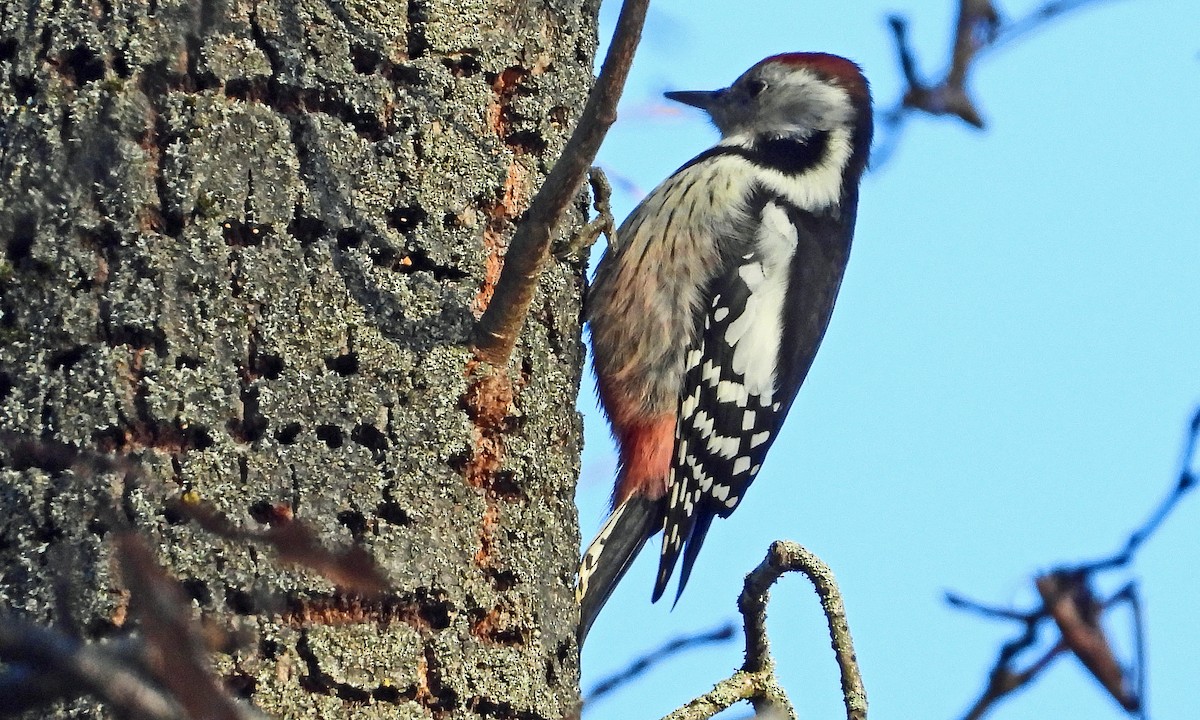 Middle Spotted Woodpecker - ML645600609