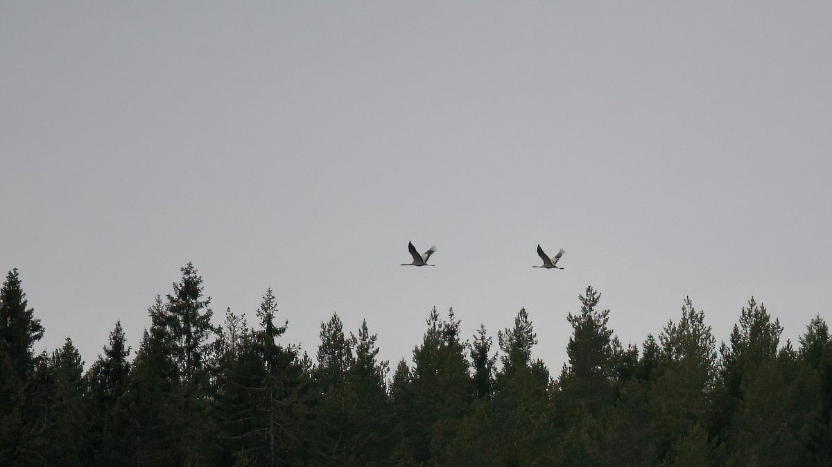 עגור אפור - ML645600614