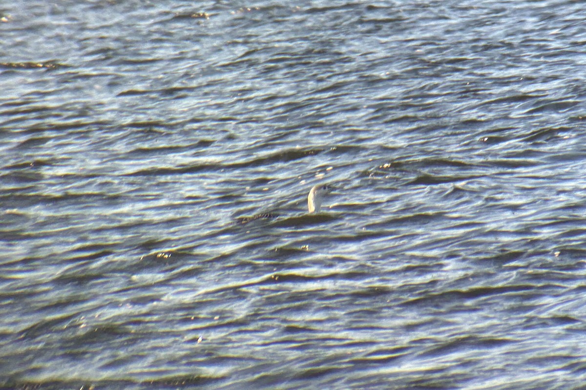 potáplice malá - ML645600615