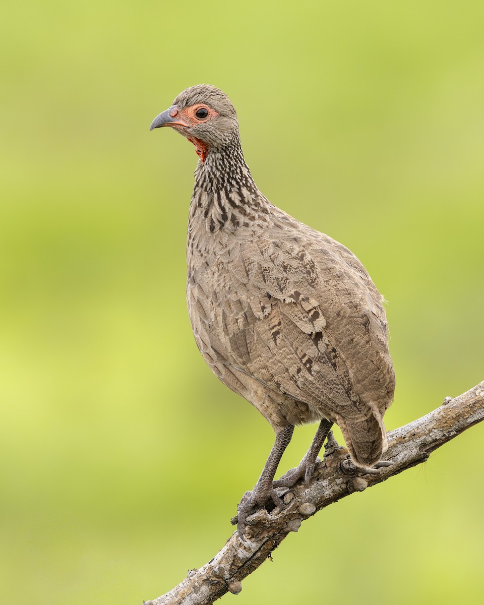 クロアシアカノドシャコ - ML645600617