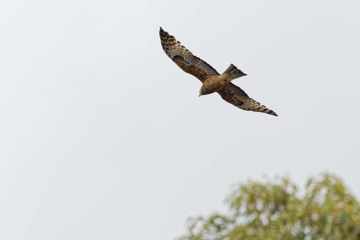 Square-tailed Kite - ML645600618
