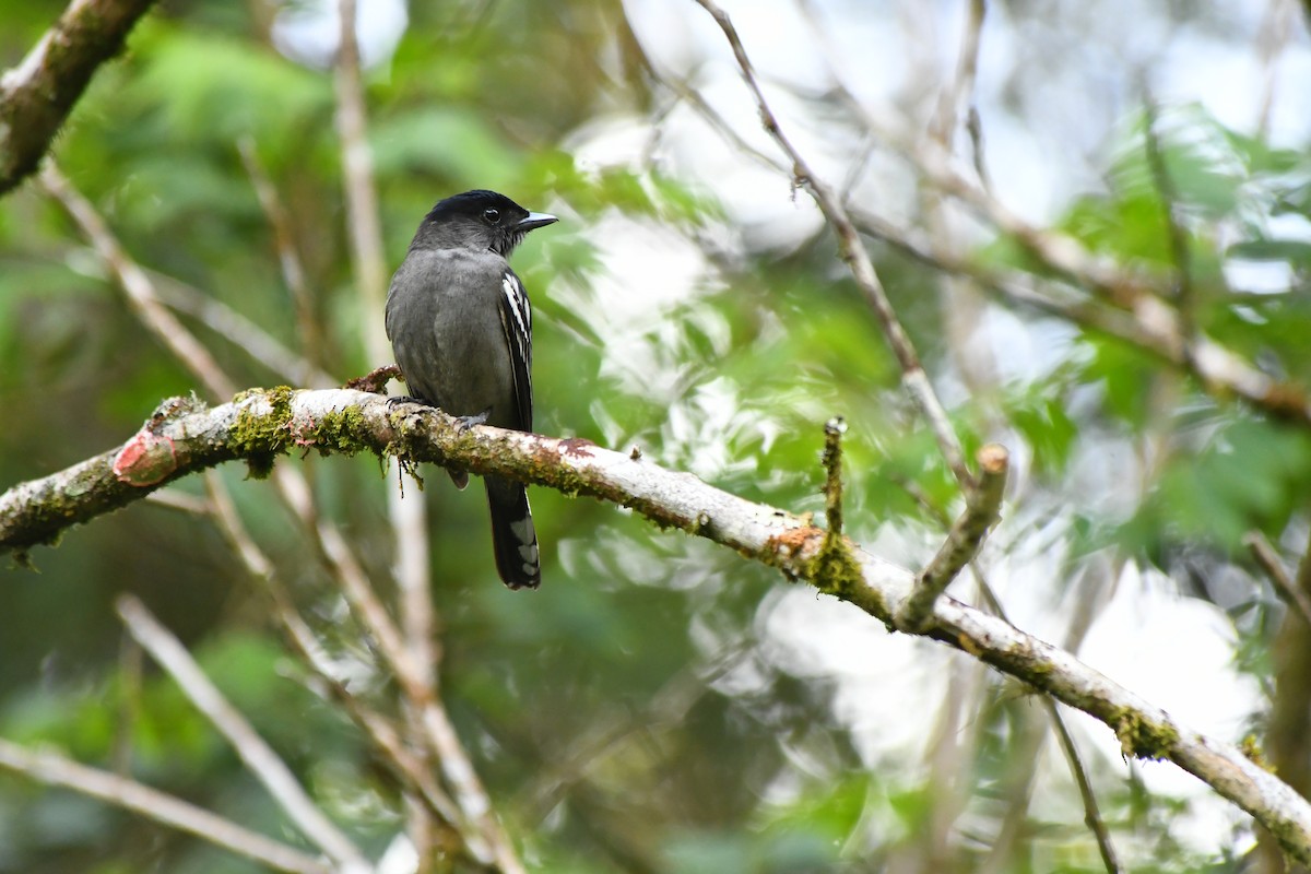 White-winged Becard - ML645600624