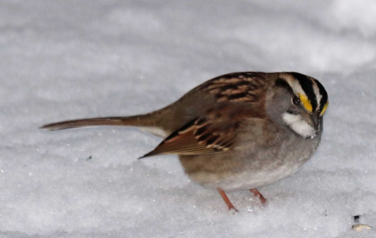 White-throated Sparrow - ML645600625