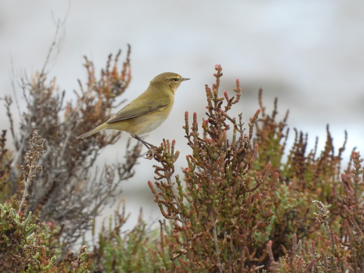 Урианхайн дууч шувуу - ML645600626