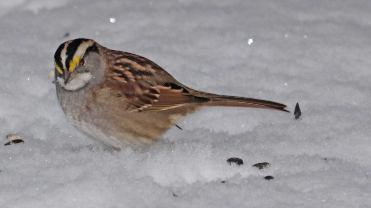 White-throated Sparrow - ML645600629