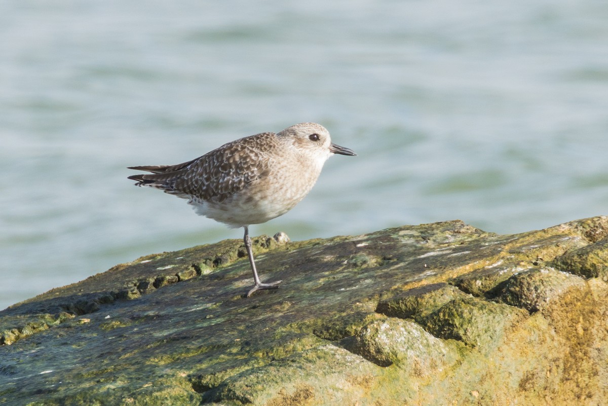 Black-bellied Plover - ML645600630