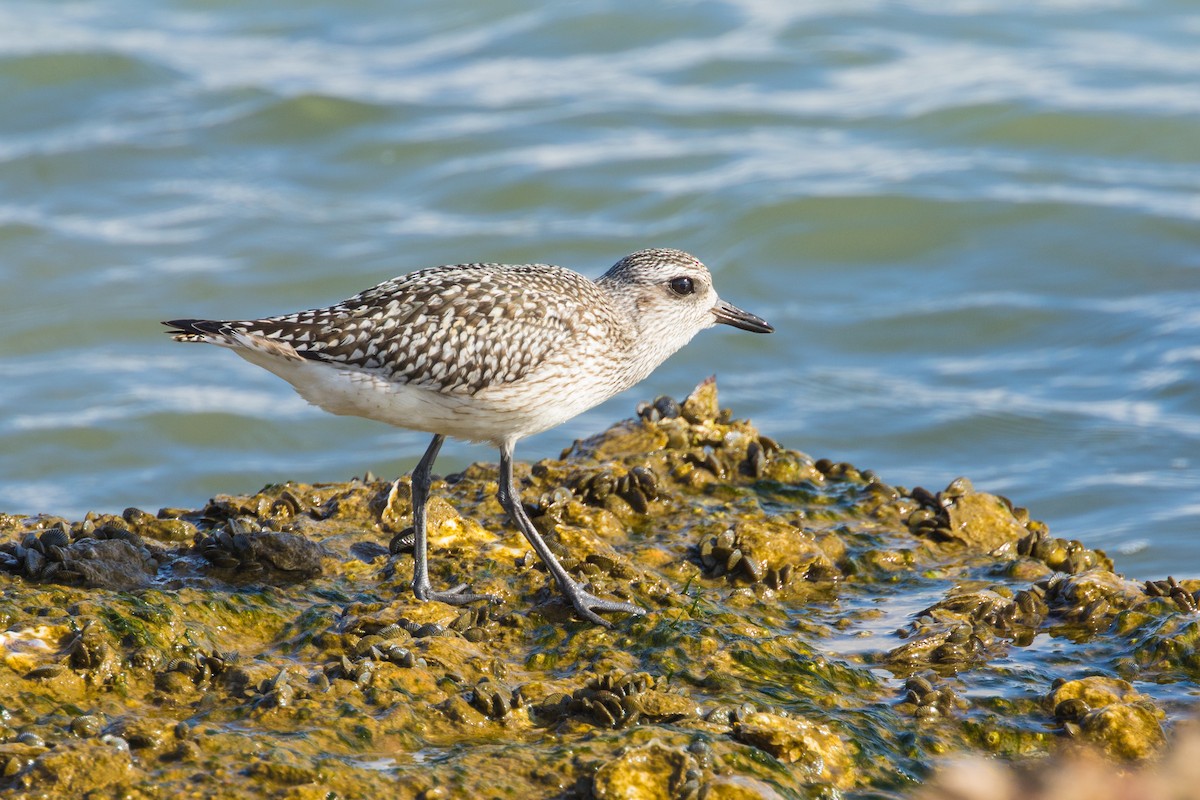 Black-bellied Plover - ML645600631