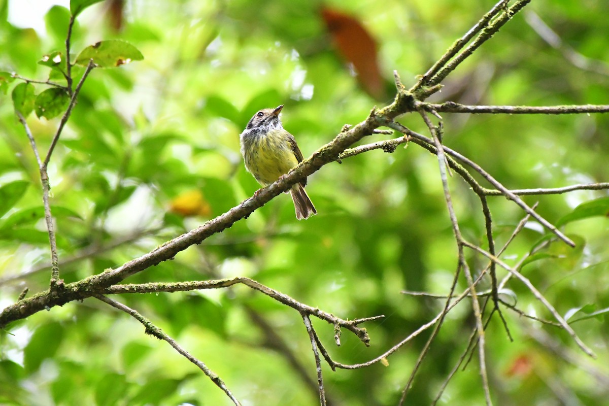 Eared Pygmy-Tyrant - ML645600636