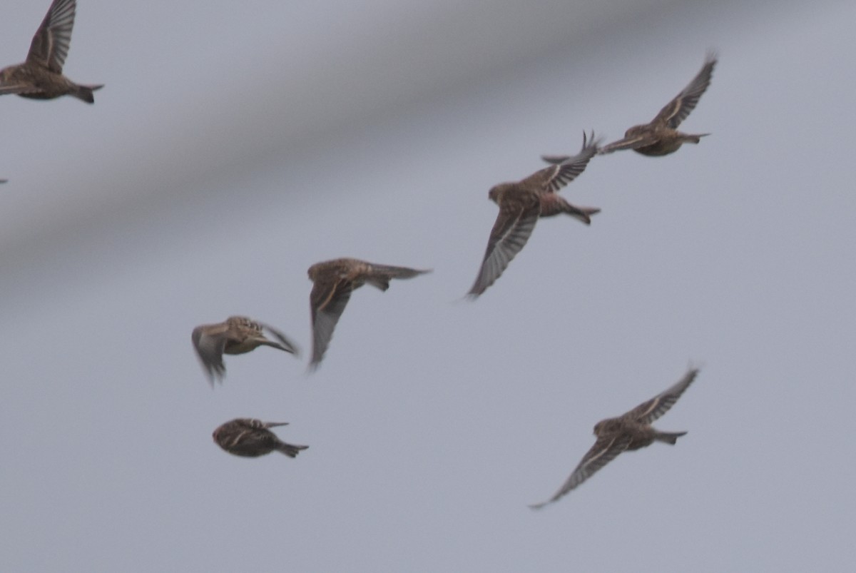 konopka žlutozobá - ML645600637