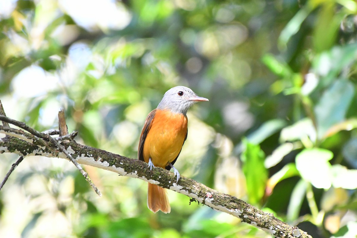 Gray-hooded Attila - ML645600642