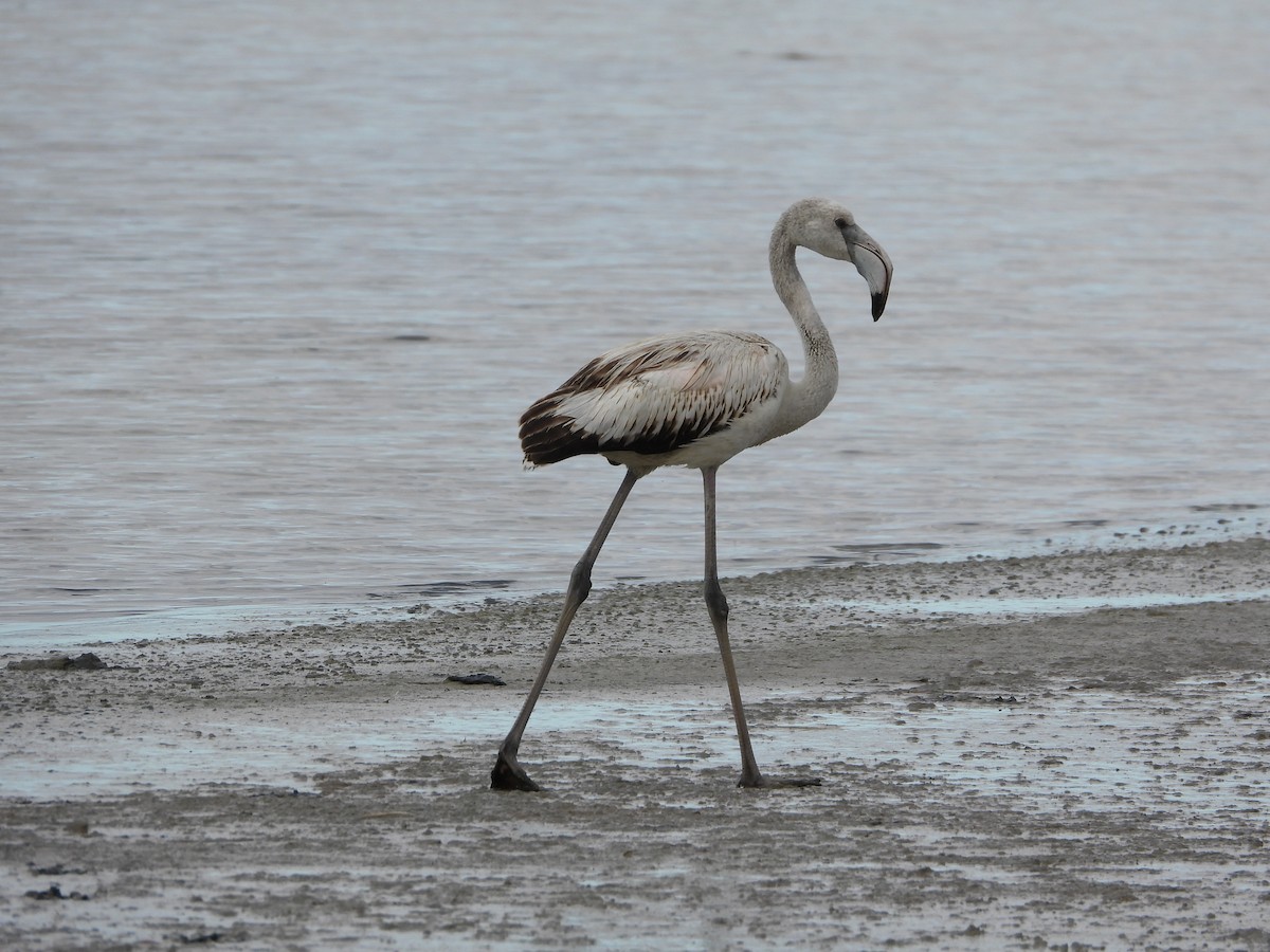 Ягаан нал - ML645600643