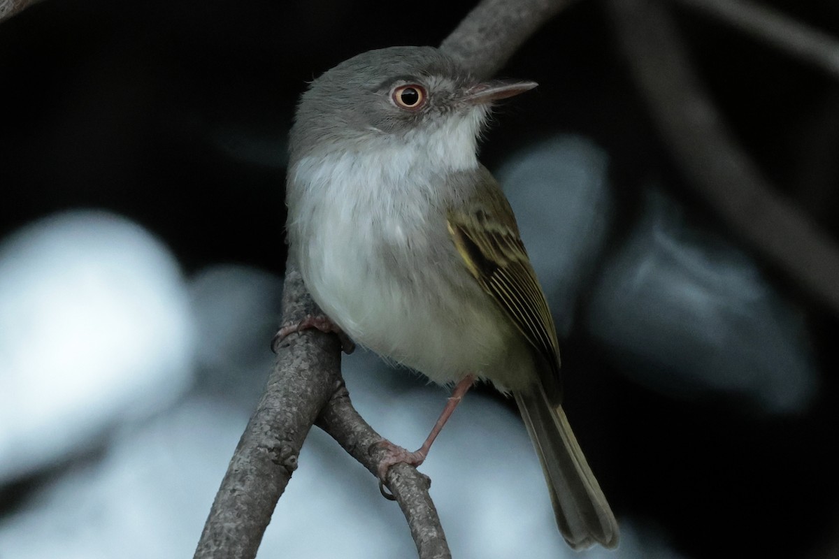 Pearly-vented Tody-Tyrant - ML645600645