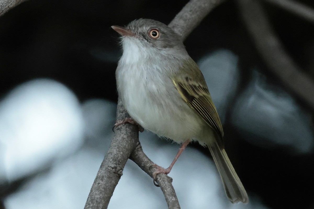 Pearly-vented Tody-Tyrant - ML645600646