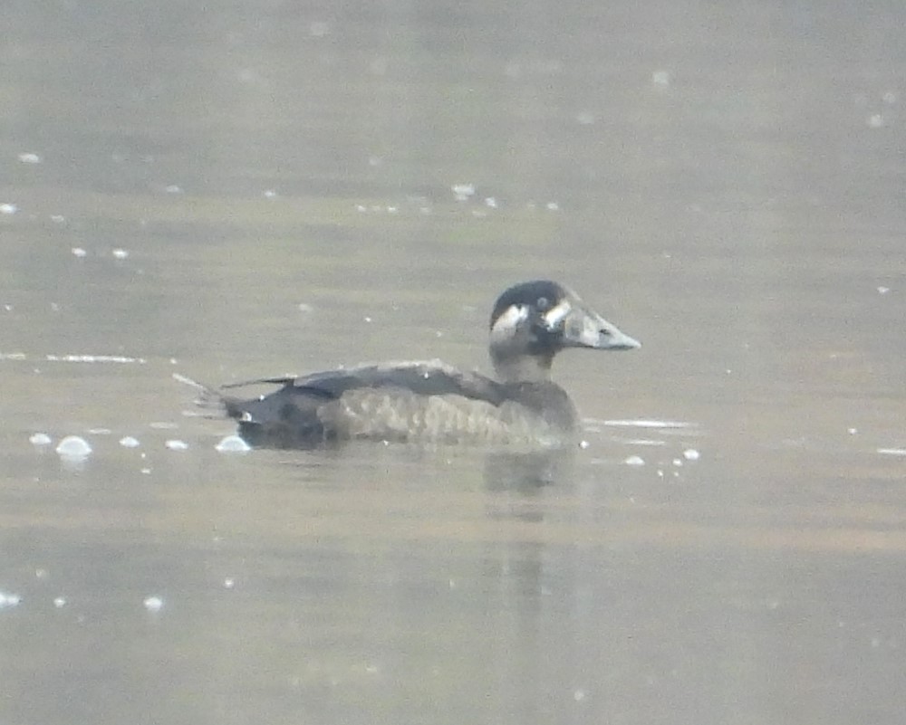 Surf Scoter - ML645600656