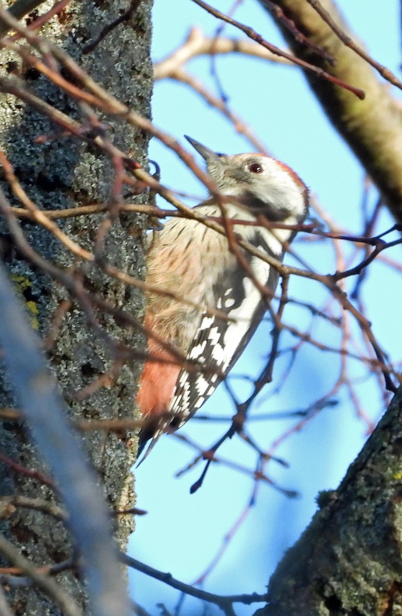 Middle Spotted Woodpecker - ML645600658